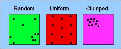 Dispersion Patterns