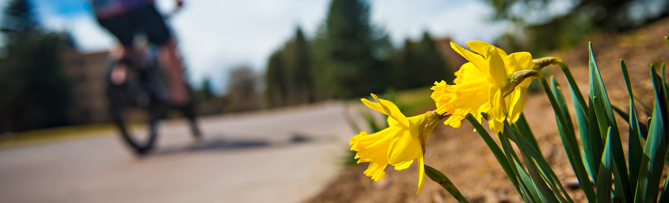 a bike rider in the background with yellow daffodils in the foreground