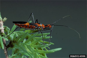 Assassin Bug