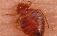 Bedbugs