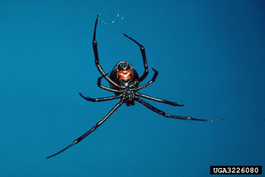 Black Widow