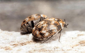 Carpet Beetle