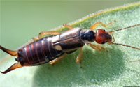 Earwig