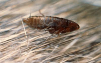 Fleas