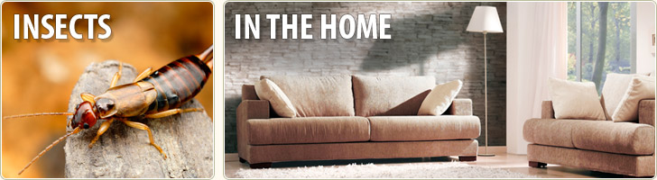 Insects in the Home