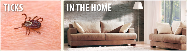 Ticks in the Home