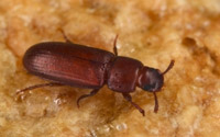 Red Flour Beetle