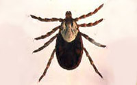 Rocky Mountain Wood Tick