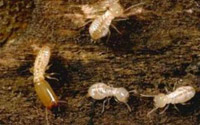Western Subterranean Termites
