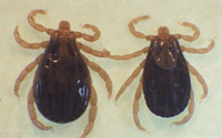 Winter Tick