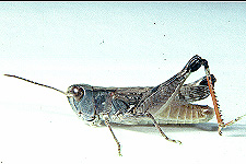 Adult male