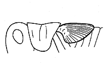Tegmina and wing pads pointed up (dorsally). 