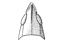 Pseudopomala brachyptera