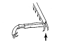 Syrbula admirabilis (Internal tibial spurs)
