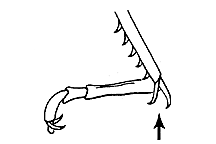 Phlibostroma quadrimaculatum (Internal tibial spurs)