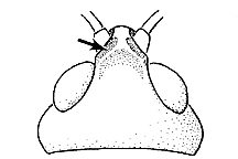 Aeropedellus clavatus