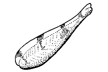 Heliaula rufa