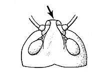 Pardalophora apiculata
