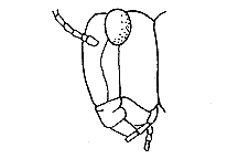 Trimerotropis pallidipennis