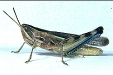 Adult male (note blue hind tibia).