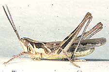 Adult male.