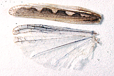 Wing and tegmen (note sinuate border on tegmen).