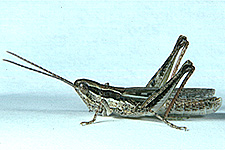 Adult male.