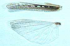 Wing and tegmen (note lack of sinuate border on tegmen).