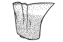 Lateral views of pronotums, showing rounded postero-ventral angle.
