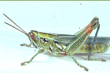 Adult male. 