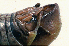 End of male abdomen.