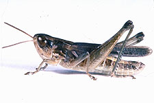 Adult male.