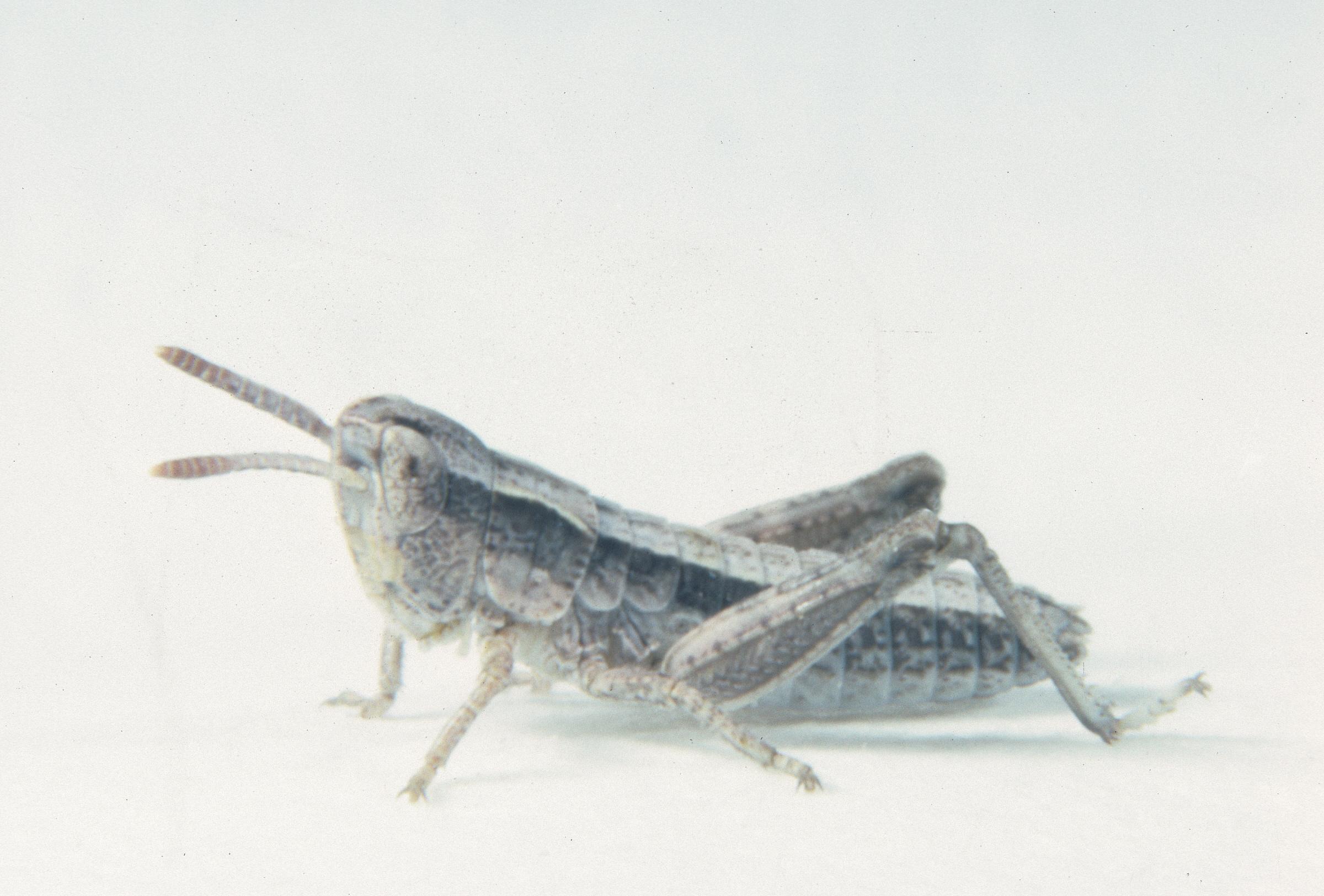 Aeropedellus clavatus - Figure 1