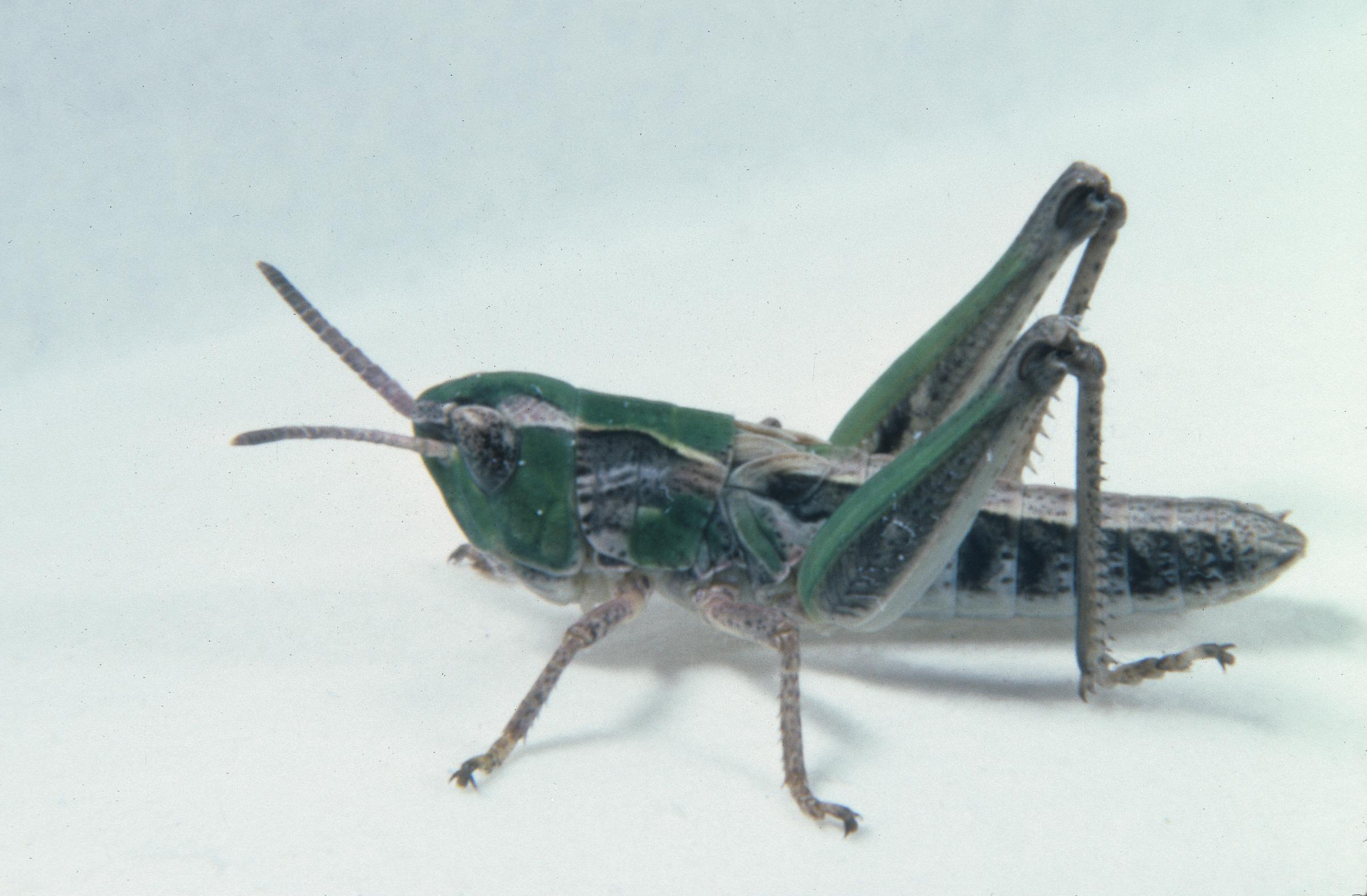 Aeropedellus clavatus - Figure 3