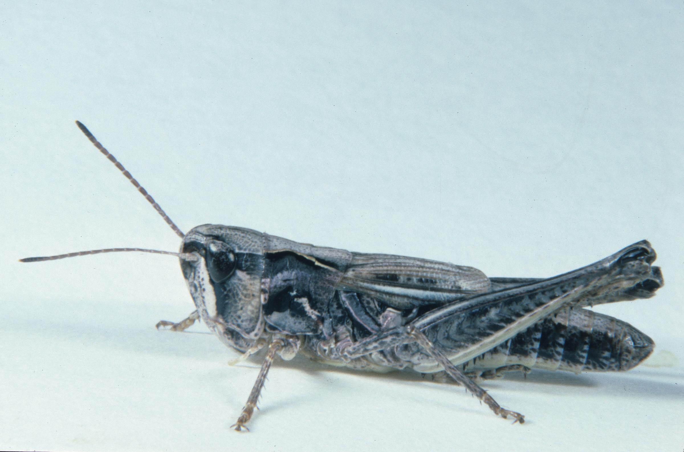 Aeropedellus clavatus female