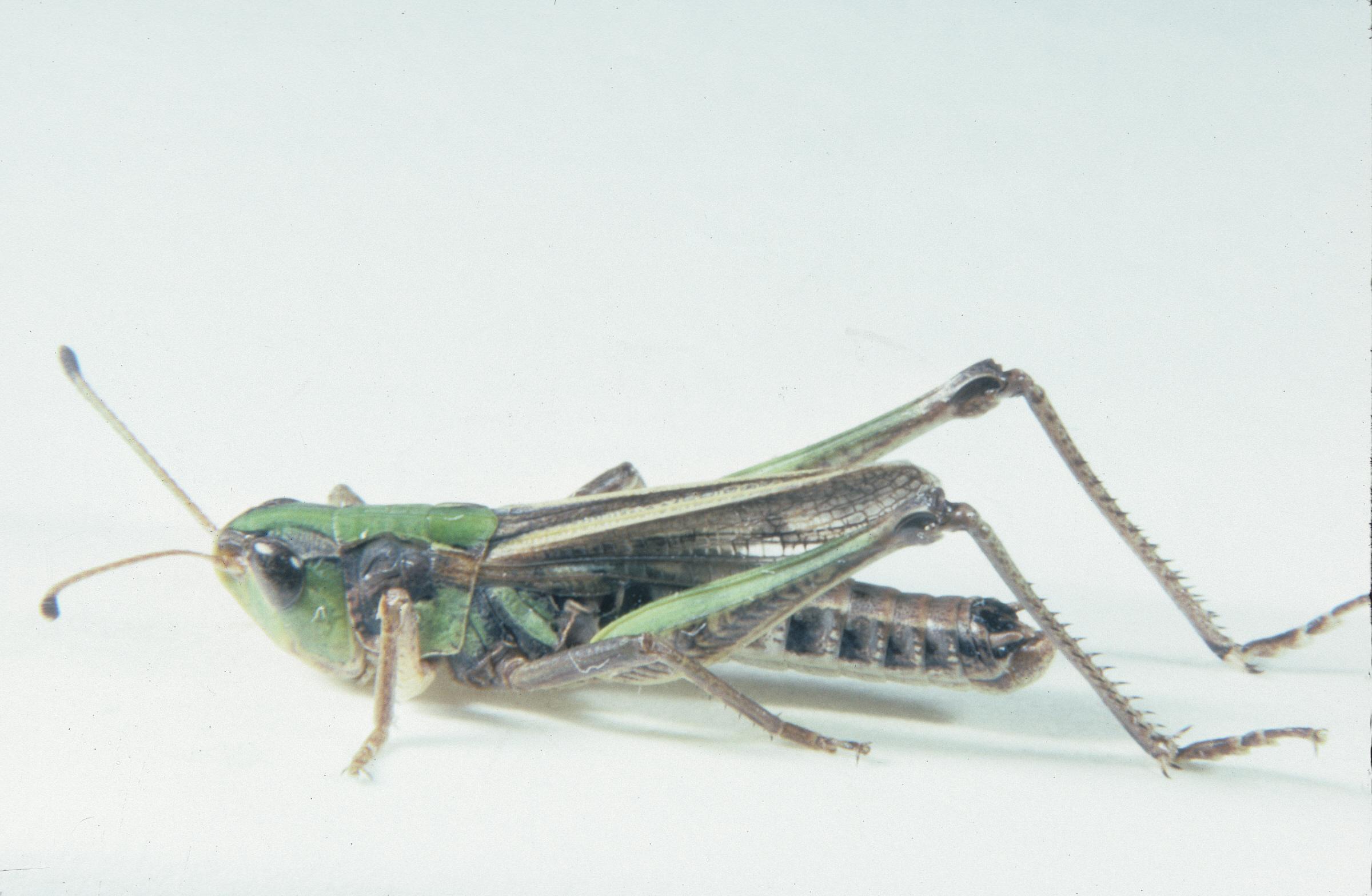Aeropedellus clavatus male