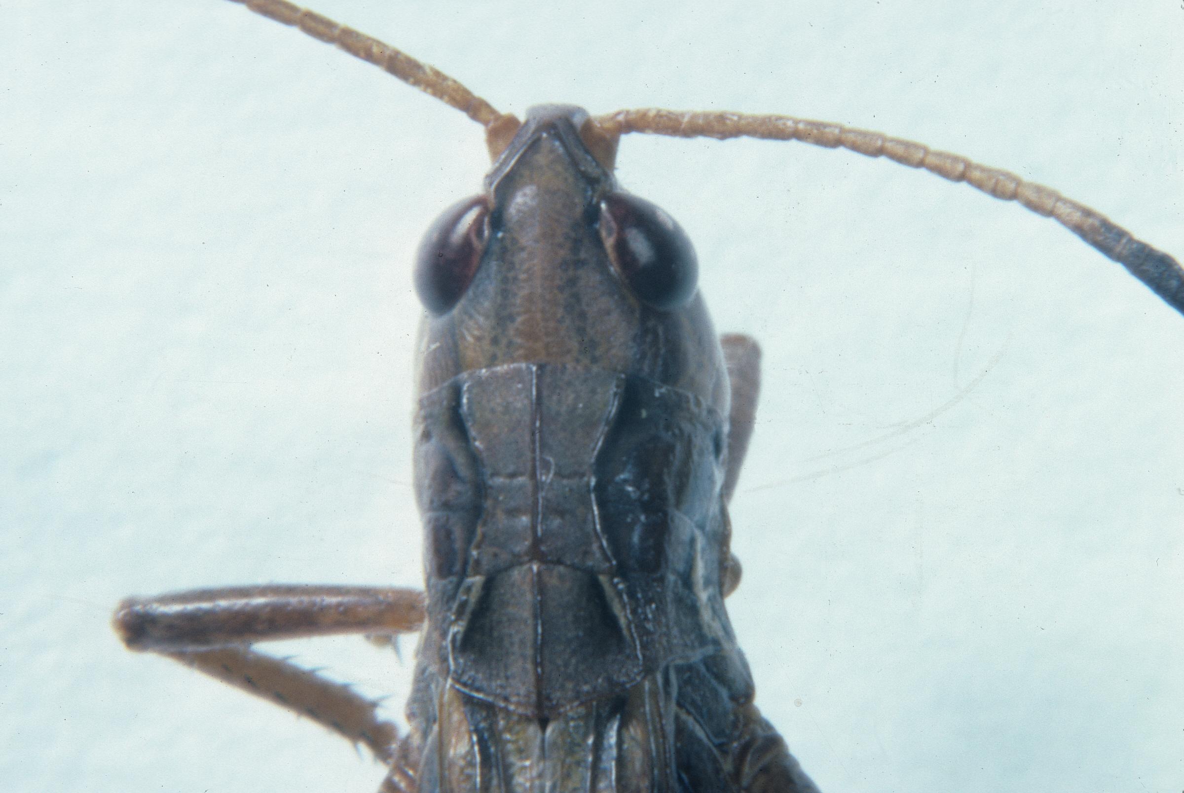 Aeropedellus clavatus pronotum