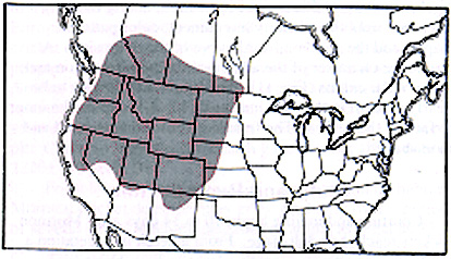 Anabrus simplex Continental Distribution Map