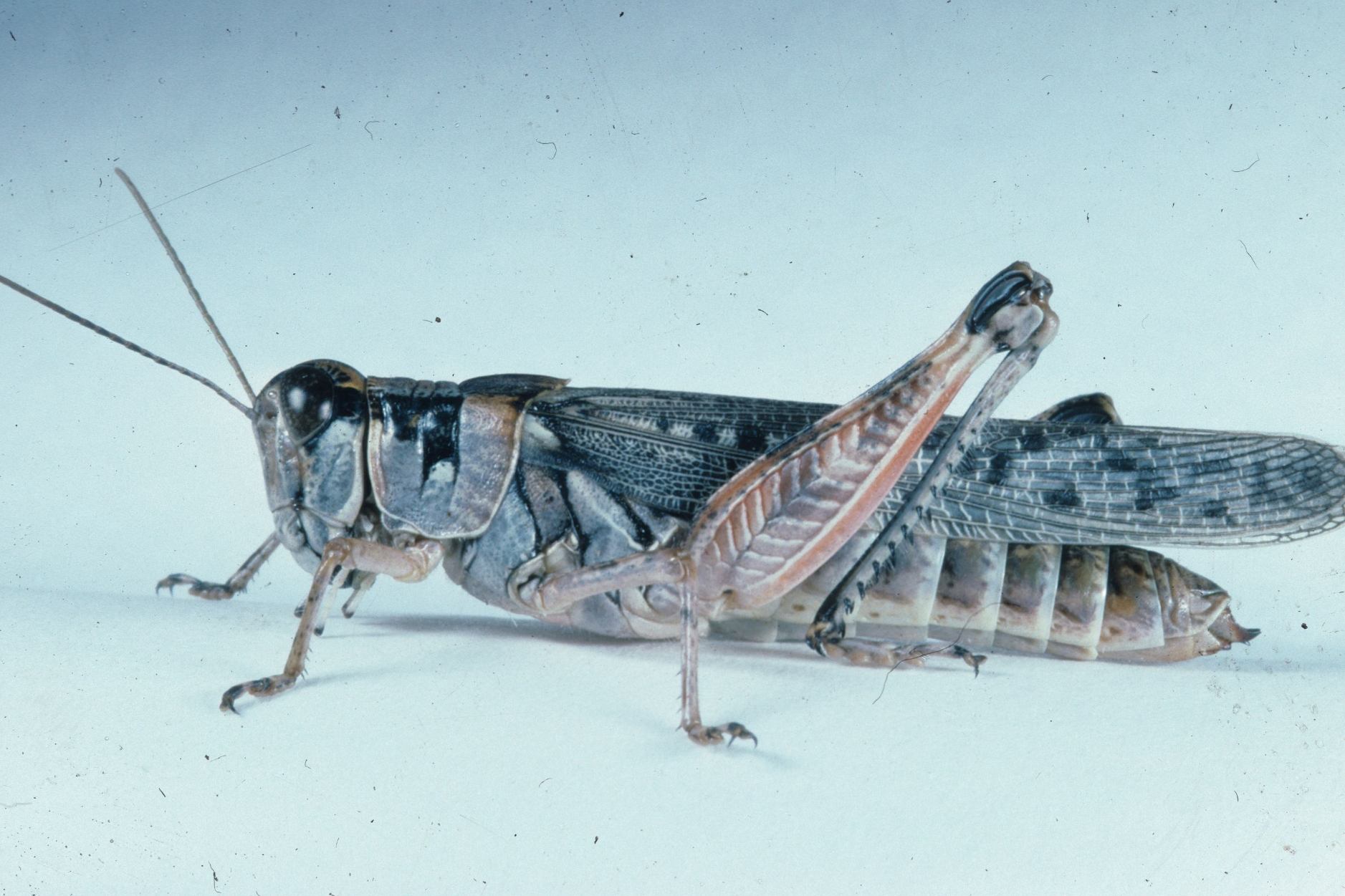 Nevada Sage Entomology University of Wyoming