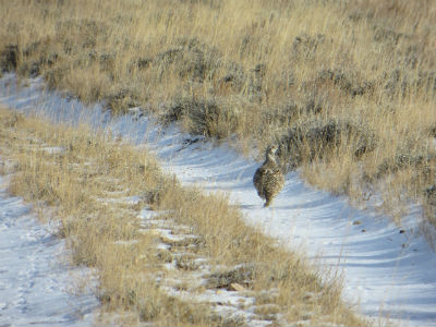 Adult female sage-grouse in grass and snow