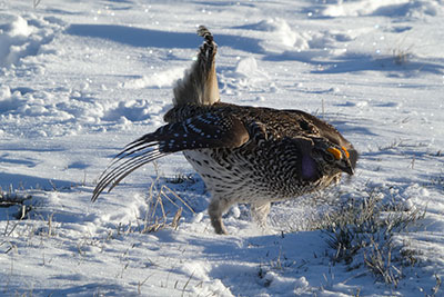 Sharp-tailed grouse in snow