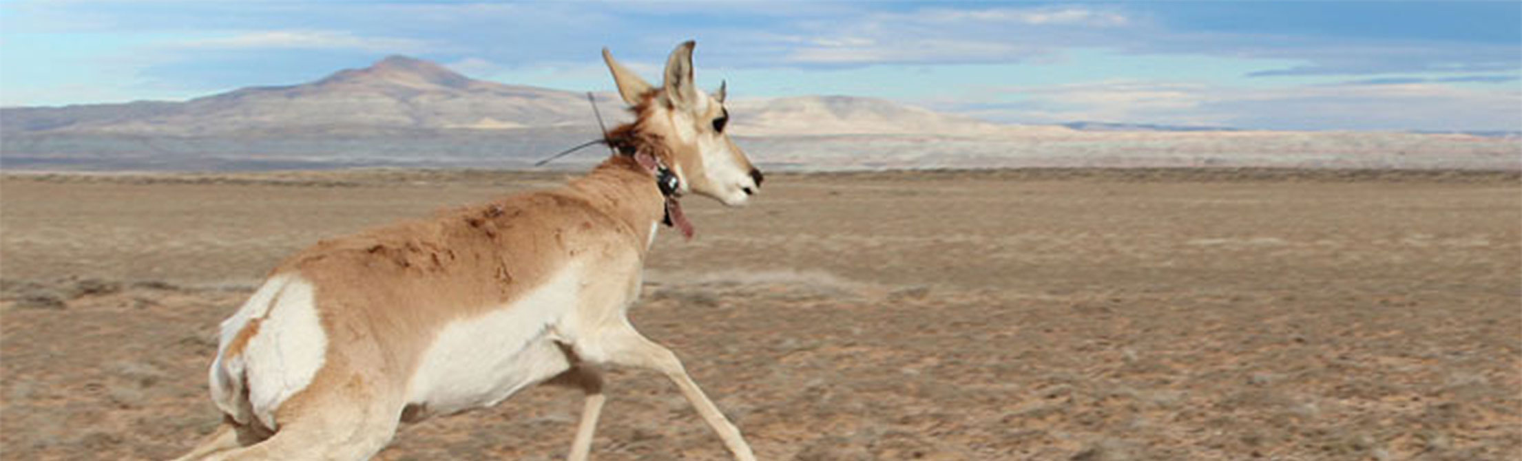 Antelope in Red Desert
