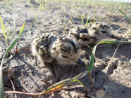 Mountain Plover chicks