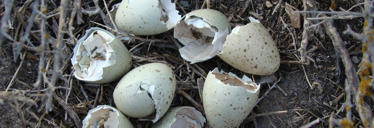 Sage-grouse eggs