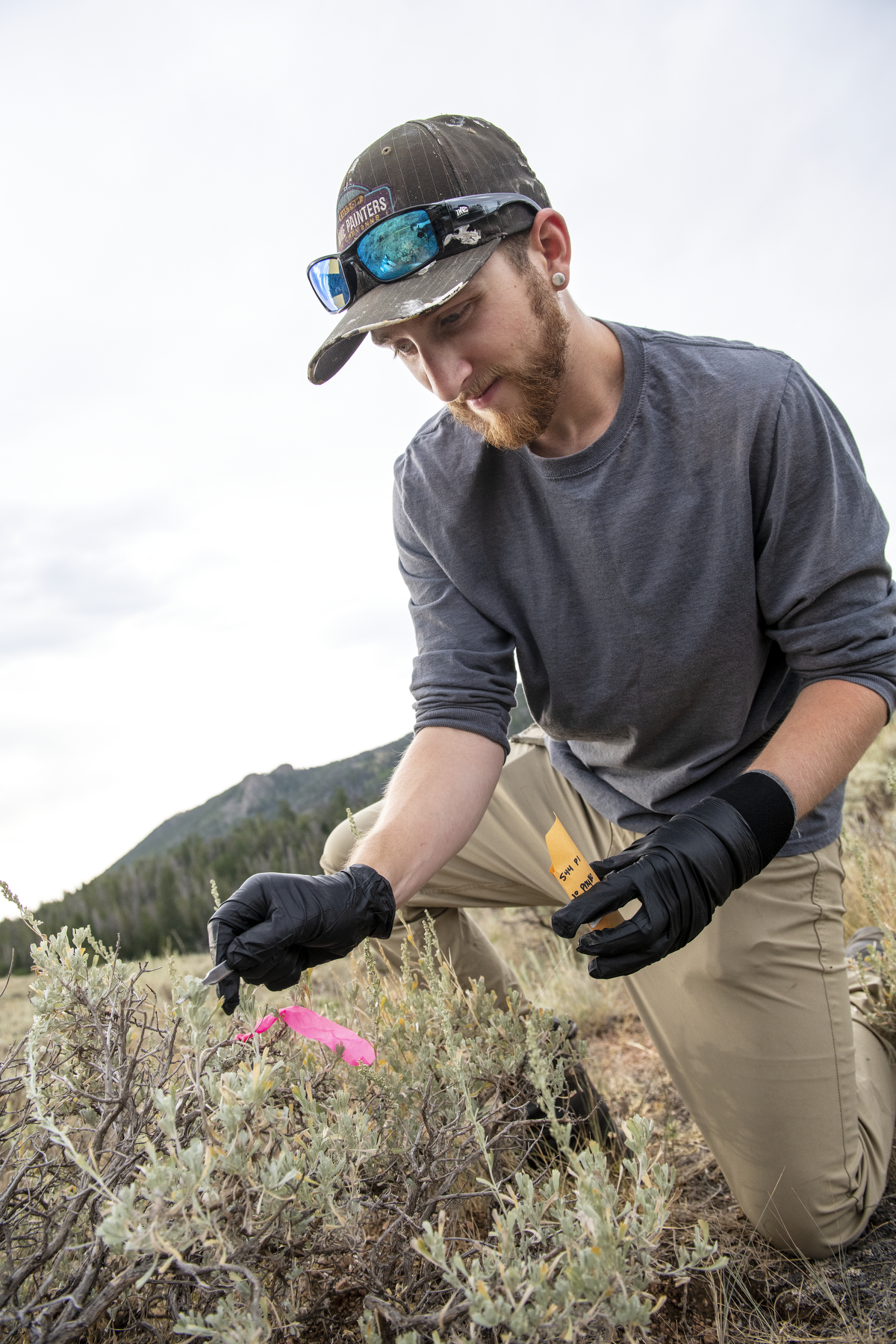 Adam Nibbelink in field sampling Sagebrush leaves