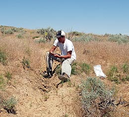 UW associate professor of anthropology, examines sediment.