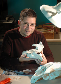 man in lab holding  lower jaw of a manatee.