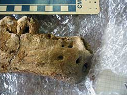 Jaw bone fosil from Jaggermeryx Naida 