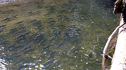 Salmon spawning in riverbed