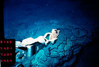Photo from the submersible Alvin, collecting samples from the ocean floor.